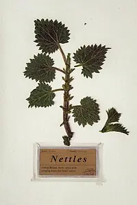 Постер к фильму «Nettles (2018)»