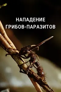 Главный постер фильма «Нападение грибов-паразитов (2023)»