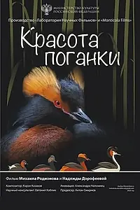Главный постер фильма «Красота поганки (2023)»