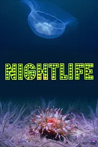Главный постер фильма «Ночная жизнь (1976)»