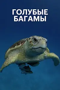 Главный постер сериала «Голубые Багамы (2015)»