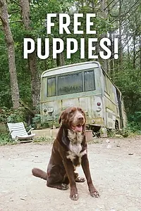 Главный постер фильма «Free Puppies! (2022)»
