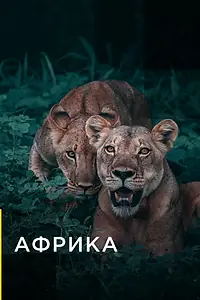 Постер к сериалу «Африка (2016)»
