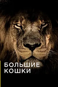 Постер к сериалу «Большие кошки (2016)»