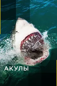 Постер к сериалу «Акулы (2017)»