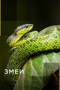 Постер к сериалу «Змеи (2017)»