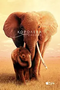 Главный постер фильма «Королева слонов (2018)»