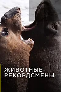 Главный постер сериала «Животные-рекордсмены (2013)»