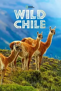 Постер к сериалу «Wild Chile (2018)»