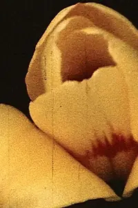 Главный постер фильма «Yellow Hammer (1972)»