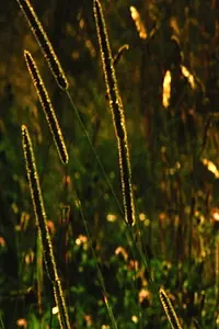 Постер к фильму «Evergreen (2005)»