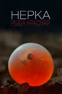 Главный постер фильма «Нерка. Рыба красная (2020)»