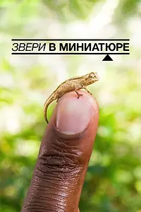 Главный постер фильма «Звери в миниатюре (2017)»