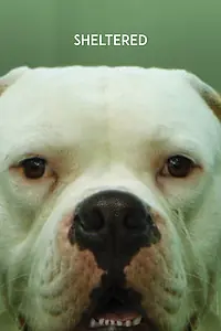 Постер к фильму «Приют (2020)»