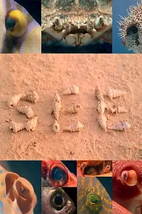 Постер к фильму «See (1975)»