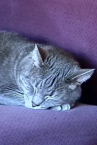 Главный постер фильма «Nine Lives (The Eternal Moment of Now) (2001)»