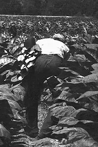 Постер к фильму «The Back-Breaking Leaf (1959)»