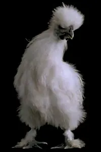 Главный постер фильма «Qui a mangé la soupe cosmique? (2005)»