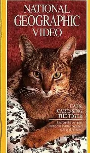 Главный постер фильма «Кошки: Ласковые тигры (1991)»