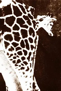 Главный постер фильма «8 1/2 X 11 (1977)»