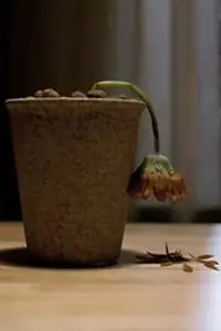 Постер к фильму «Älskade blomma (2006)»