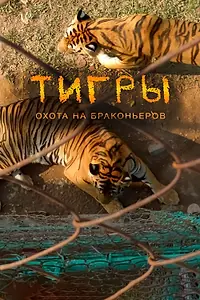 Главный постер фильма «Тигры: Охота на браконьеров (2020)»
