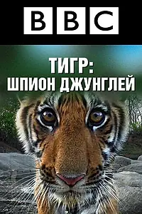 Постер к сериалу «BBC: Тигр – шпион джунглей (2008)»