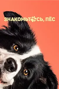 Постер к фильму «Знакомьтесь, пёс (2022)»