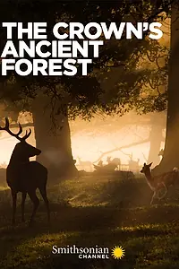 Постер к фильму «Королевский лес (2021)»