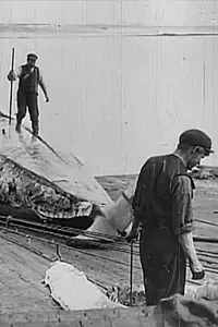 Главный постер фильма «Китобойный промысел в море и на берегу (1908)»