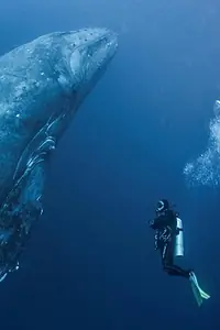 Главный постер фильма «Whale Patrol (2009)»