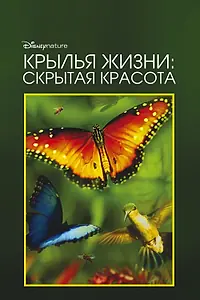 Постер к фильму «Крылья жизни: Скрытая красота (2011)»