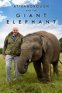 Постер к фильму «Аттенборо и гигантский слон (2017)»