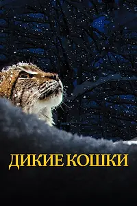 Главный постер фильма «Дикие кошки (2021)»