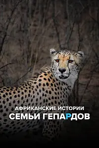 Главный постер сериала «Африканские истории семьи гепардов (2020)»