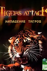 Главный постер фильма «Нападение тигров (2007)»