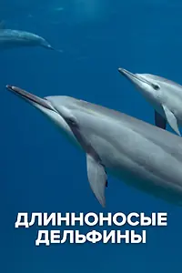 Постер к фильму «Длинноносые дельфины (2016)»