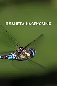 Постер к сериалу «Планета насекомых (2022)»