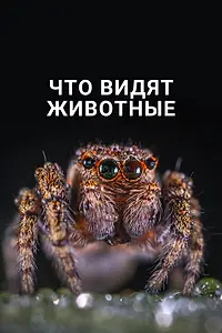 Постер к фильму «Что видят животные (2018)»