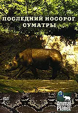 Постер к фильму «Animal Planet: Последний носорог Суматры (2002)»