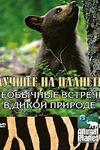 Главный постер сериала «Animal Planet: Лучшее на планете (2003)»