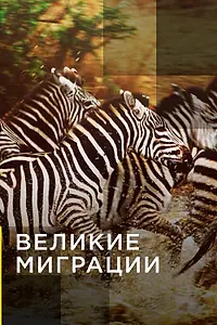 Постер к сериалу «Великие миграции (2010)»