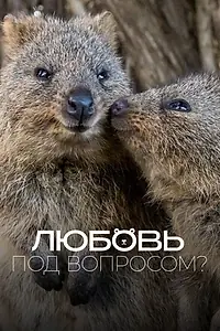 Главный постер фильма «Любовь под вопросом? (2020)»