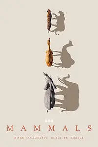 Постер к сериалу «Mammals (2024)»