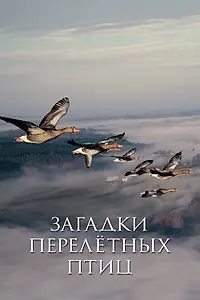 Главный постер фильма «Загадки перелётных птиц (2014)»