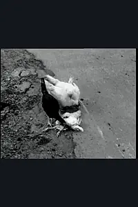 Главный постер фильма «The Delmarva Chicken of Tomorrow (2003)»