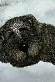 Постер к мультфильму «Белолобый (2010)»