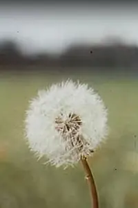 Постер к фильму «Shell Spirit (1963)»