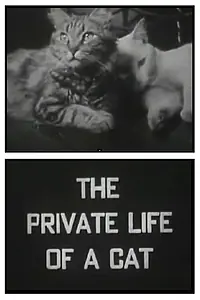 Главный постер фильма «Личная жизнь кота (1946)»