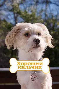Постер к сериалу «Хороший мальчик (2013)»